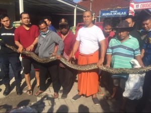 Ular Sanca Didalam Rumah Gegerkan Warga RW 05