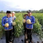 Panen Bawang dan Melon, Sachrudin: Petani Sejahtera, Ketahanan Pangan Kota Terjaga