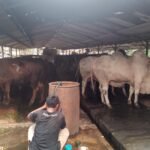 Peternakan Sapi Milik Anggota DPRD Cemari Lingkungan, Pekerja Akui Sudah Lama
