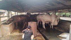 Peternakan Sapi Milik Anggota DPRD Cemari Lingkungan, Pekerja Akui Sudah Lama