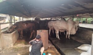 Peternakan Sapi Milik Anggota DPRD Cemari Lingkungan, Pekerja Akui Sudah Lama