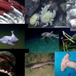10 Hewan Tangguh yang Tinggal di Kaki Gunung Berapi Bawah Laut