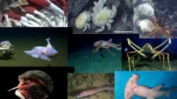 10 Hewan Tangguh yang Tinggal di Kaki Gunung Berapi Bawah Laut