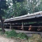 Aktivis Soroti Izin dan Limbah Peternakan Sapi Milik Anggota DPRD Banten