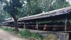 Aktivis Soroti Izin dan Limbah Peternakan Sapi Milik Anggota DPRD Banten