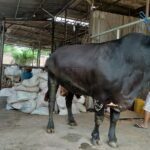 Prabowo Beli Sapi Jumbo di Tangerang untuk Iduladha, Bobotnya Tembus 1,1 Ton