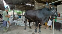 Prabowo Beli Sapi Jumbo di Tangerang untuk Iduladha, Bobotnya Tembus 1,1 Ton