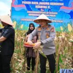 Bersama Forkopimda, Kapolres Pidie Ikut Panen Raya Jagung Kuartal II
