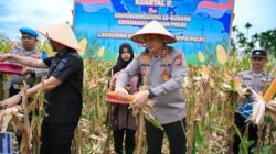Bersama Forkopimda, Kapolres Pidie Ikut Panen Raya Jagung Kuartal II