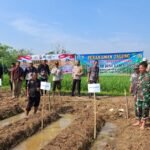 BUMDes Bersama TNI dan Polri Lakukan Penanaman Jagung Hibrida
