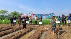 BUMDes Bersama TNI dan Polri Lakukan Penanaman Jagung Hibrida