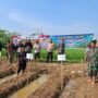 BUMDes Bersama TNI dan Polri Lakukan Penanaman Jagung Hibrida