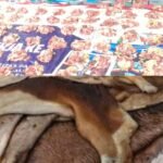 Hukum Menjual Daging dan Kulit Hewan Kurban