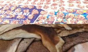 Hukum Menjual Daging dan Kulit Hewan Kurban