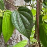 Manfaat Daun Sirih Bagi Kesehatan dan Cara Penggunaannya