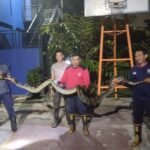 Piton 4 Meter Masuk Sekolah, Petugas Damkar Tangsel Turun Tangan