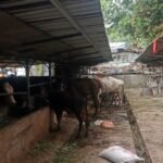 Diduga Tak Berizin dan Cemari Lingkungan, DLH Turun Tangan Cek Peternakan Sapi di Tangerang