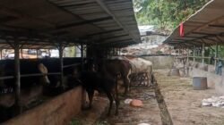 Diduga Tak Berizin dan Cemari Lingkungan, DLH Turun Tangan Cek Peternakan Sapi di Tangerang