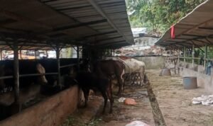 Diduga Tak Berizin dan Cemari Lingkungan, DLH Turun Tangan Cek Peternakan Sapi di Tangerang