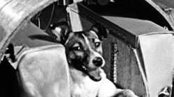 Laika, Anjing Liar Asal Moskov Pertama Yang ke Luar Angkasa Namun Tak Kembali Bumi