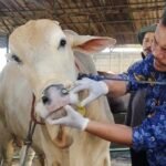 DKP Kota Tangerang Gencar Periksa Kesehatan Hewan Kurban Jelang Iduladha
