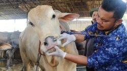 DKP Kota Tangerang Gencar Periksa Kesehatan Hewan Kurban Jelang Iduladha