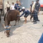 Sapi Kurban Lepas dan Ngamuk, Damkar Kota Tangerang Turun Tangan