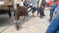 Sapi Kurban Lepas dan Ngamuk, Damkar Kota Tangerang Turun Tangan