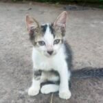 Mitos atau Fakta: Kucing Memiliki 9 Nyawa?