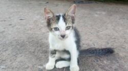 Mitos atau Fakta: Kucing Memiliki 9 Nyawa?