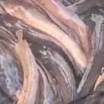 Racikan Umpan Jitu Ikan Lele untuk Kolam Galatama