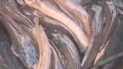 Racikan Umpan Jitu Ikan Lele untuk Kolam Galatama