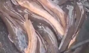 Racikan Umpan Jitu Ikan Lele untuk Kolam Galatama