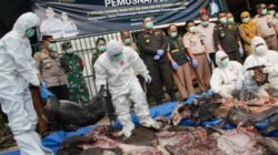Barantin Gagalkan Penyeludupan 3 Ton Daging Babi Hutan dan 600 Kg Labi-labi Tanpa Dokumen