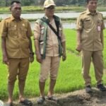 DPKP Kabupaten Tangerang Uji Coba Tanam Padi Sistem Tabela di Desa Klebet