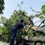 Begini Cara Mengajukan Penebangan Pohon di Kota Tangerang