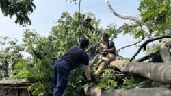 Begini Cara Mengajukan Penebangan Pohon di Kota Tangerang