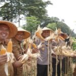 Panen Jagung Kuartal lll, Pemkot Tangerang Perkuat Langkah Menuju Swasembada