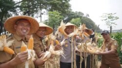 Panen Jagung Kuartal lll, Pemkot Tangerang Perkuat Langkah Menuju Swasembada