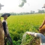 Pemkab Tangerang Perkuat Mitigasi Pertanian dan Produksi Padi di Tengah Kemarau