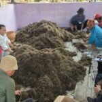 Gandeng BRIN, Pemkab Tangerang Riset Peningkatan Produksi Padi Sawah