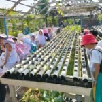 BLK Kota Tangerang Buka Pendaftaran Pelatihan Hidroponik Gratis